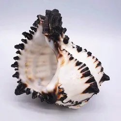 10-12 cm Large Conch Shell Black Zebra Murex American Black Bone Snail Fish Tank Landscaping Home Decoration Gifts Specimen