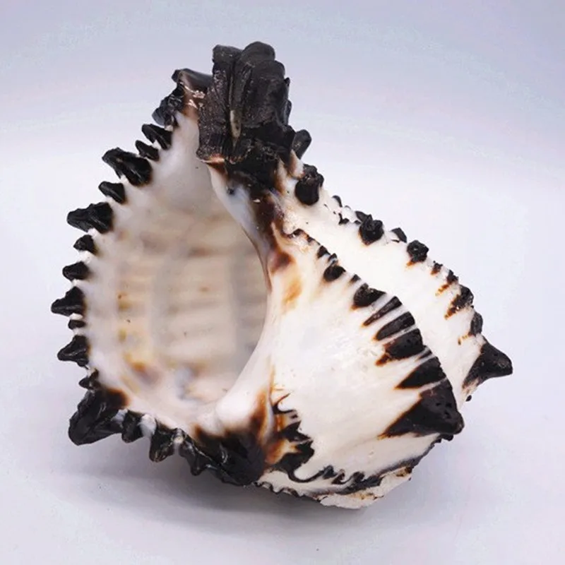 10-12 cm Large Conch Shell Black Zebra Murex American Black Bone Snail Fish Tank Landscaping Home Decoration Gifts Specimen