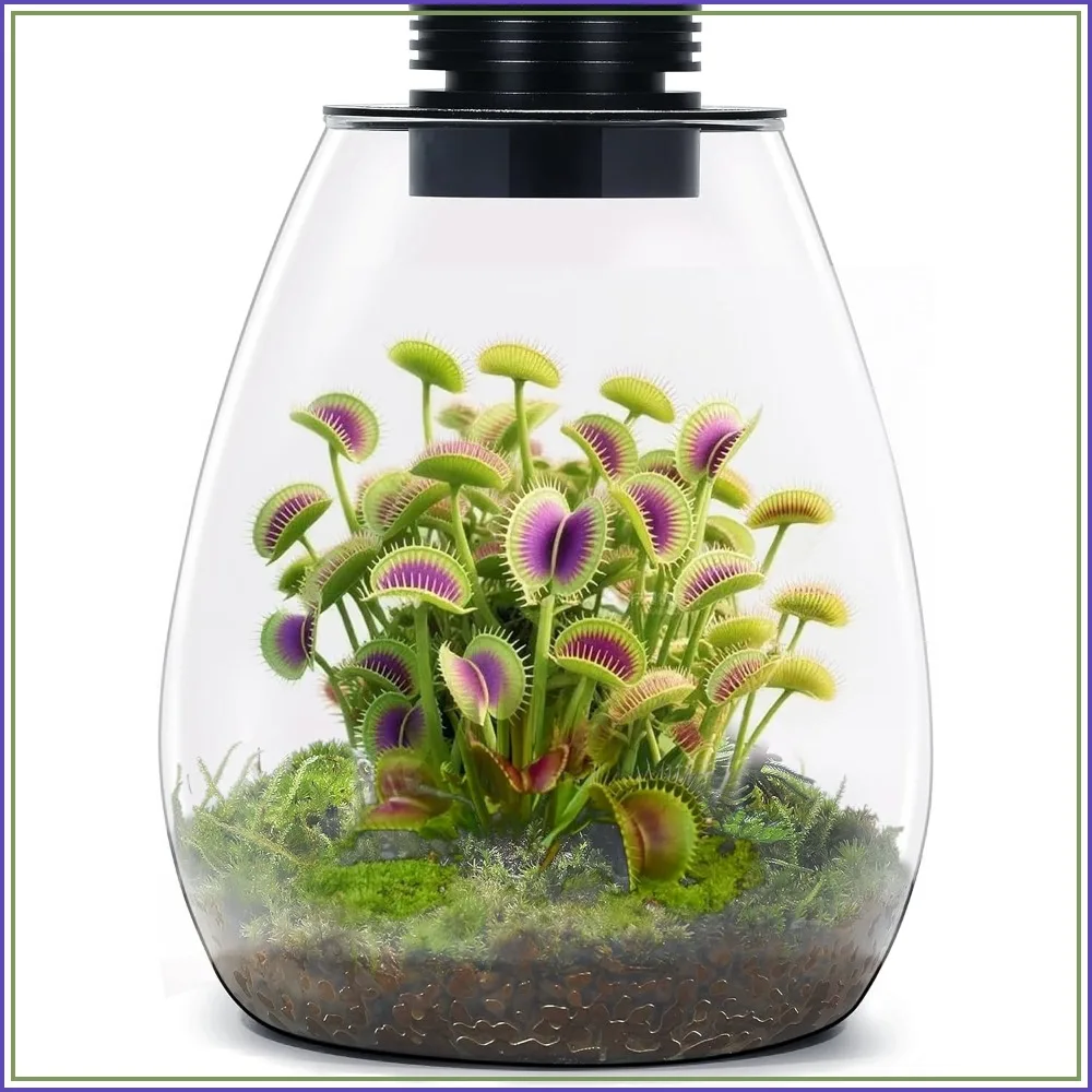Glass Terrarium with LED Grow Light for Plants