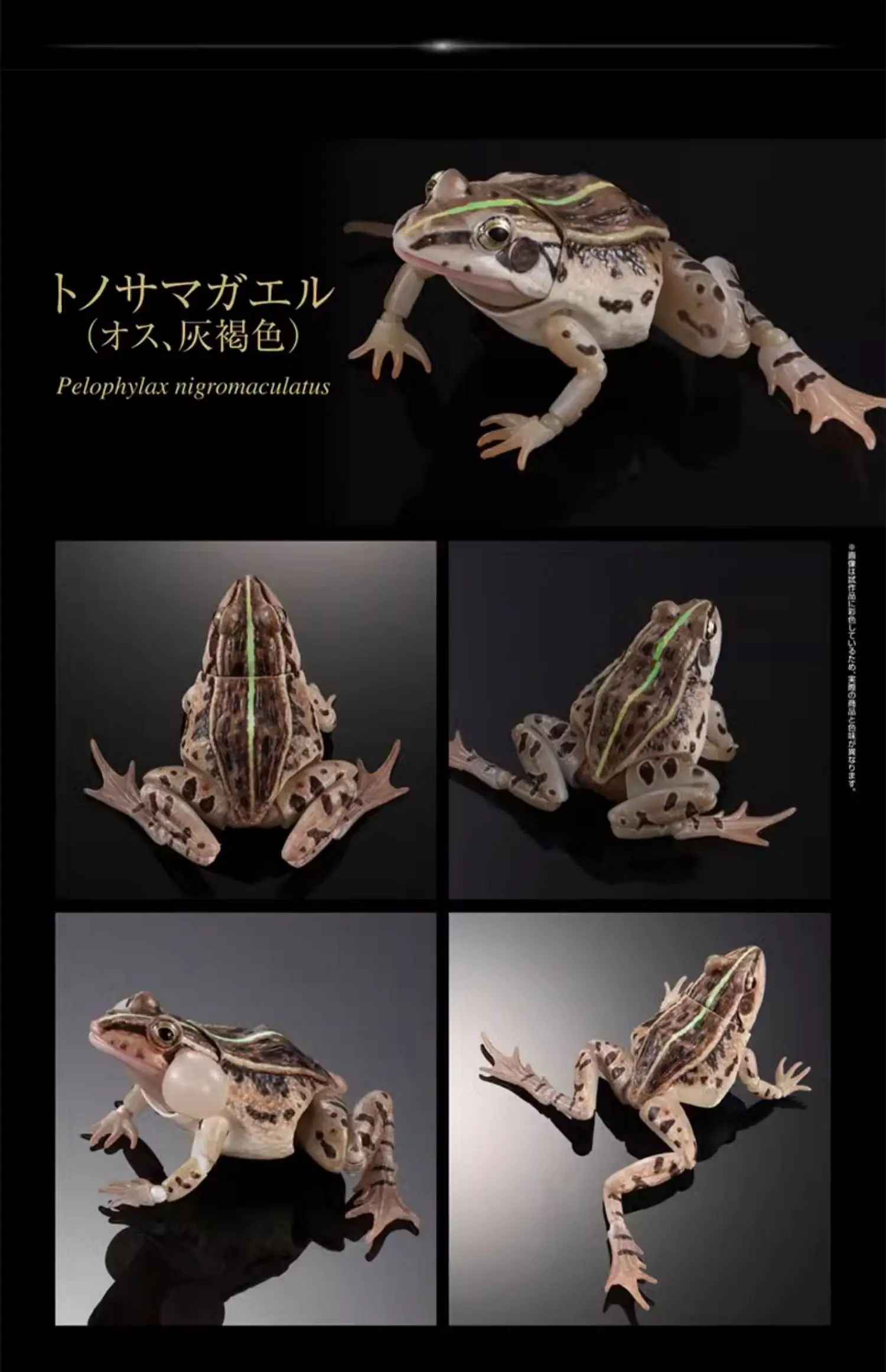 Bandai Gashapon Enciclopedia biografica Stagno maculato nero Rana Animali simulati Prop mobile Action Figures Modello Giocattolo per bambini