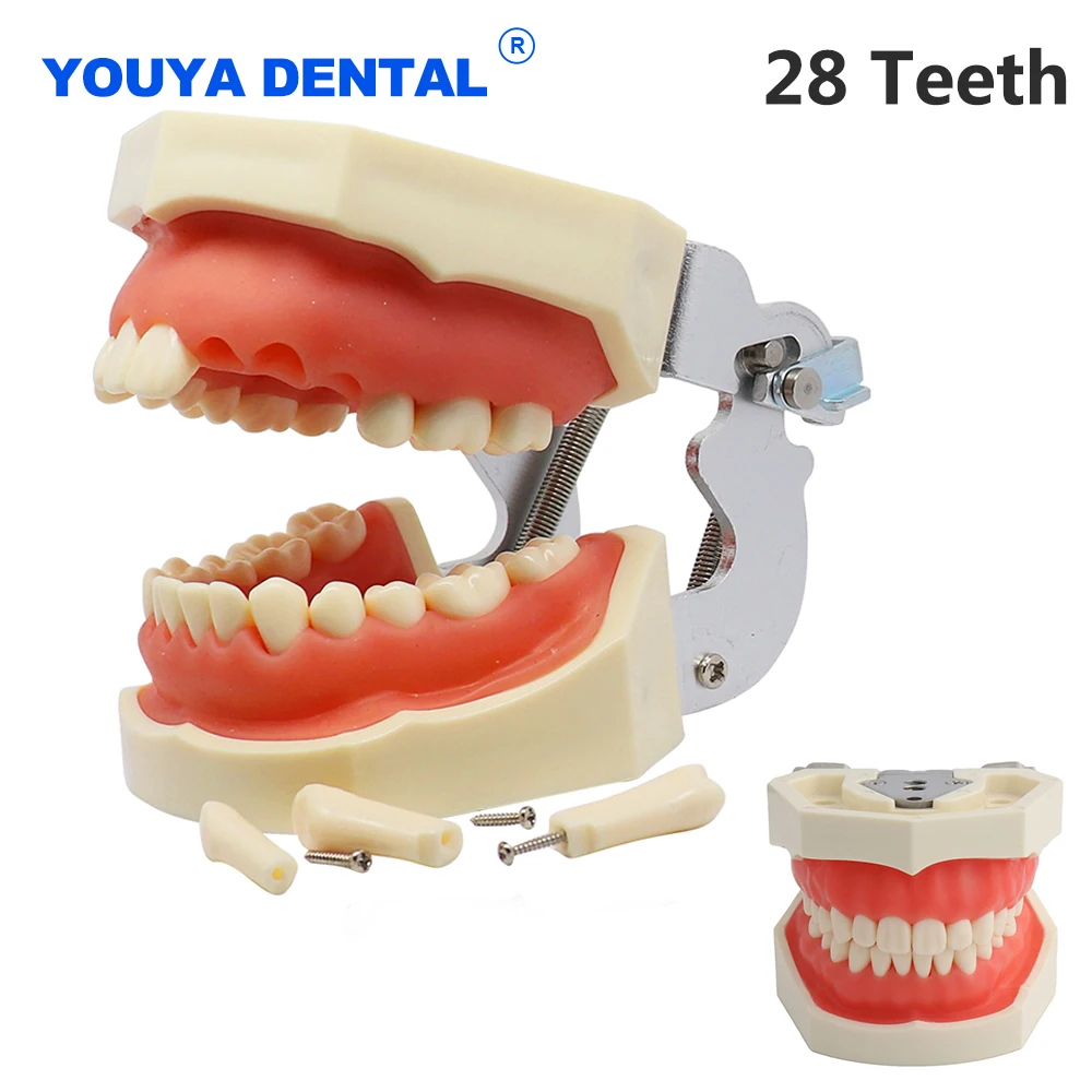 Model dentystyczny Model nauczania zębów żywica Typodont Model treningowy guma zęby Model szczęki dentysta demonstracja edukacyjna nauczanie