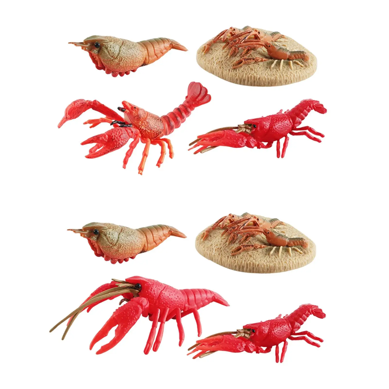 Lobster Life Cycle Model ชีววิทยาของเล่นวงจรชีวิตที่สมจริง Lobster Sea