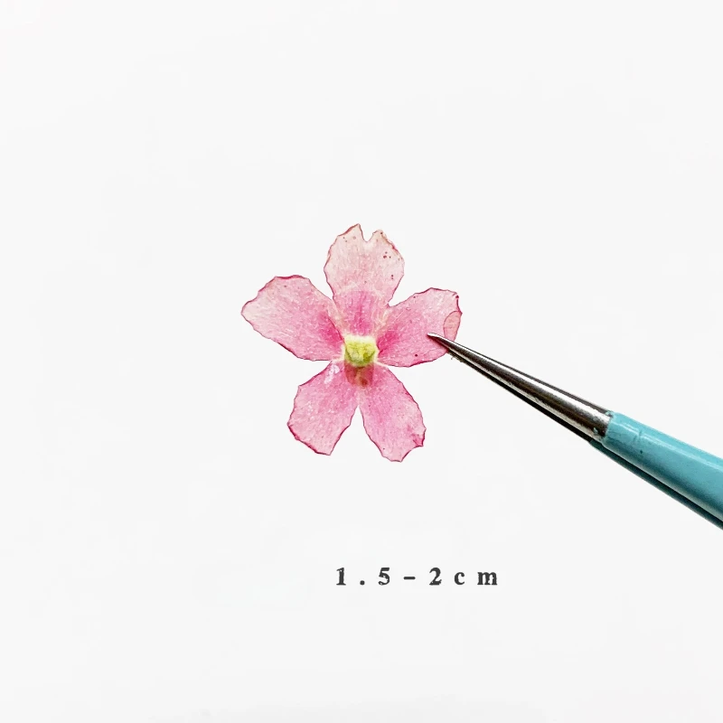 24 قطعة ، Verbena الزهور الجافة لتقوم بها بنفسك الراتنج جراب هاتف إطار صور النبات مسمار الفن ومستلزمات ماكياج الحرفية ، مجموعة أدوات الزهور المضغوطة