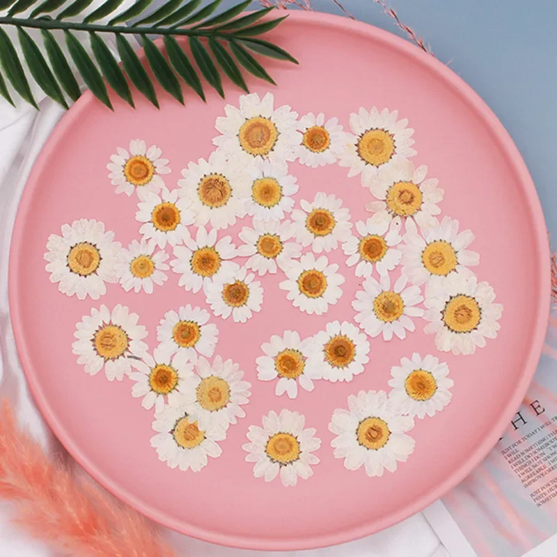 100PCS Real Dried Plants White Daisy Pressed Flowers,Tiny Natural Leucanthemum Paludosum For DIY Craft Resin Jewellery,Nail Art