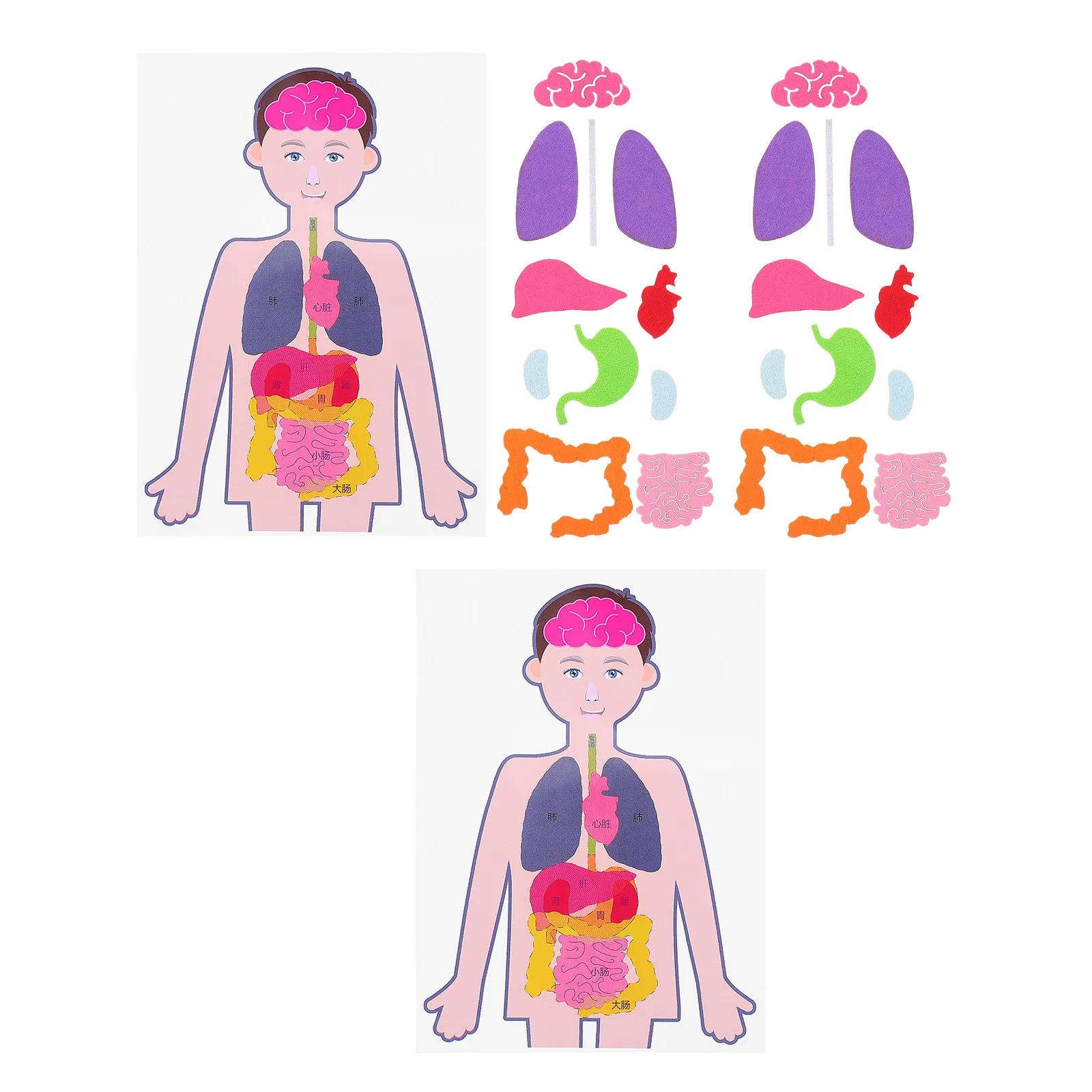 

2Sets Cognitive Organs Learning Aids Safe No Odor Assembly Challenge Educational Kit for Children Intuitive Anatomy Observation