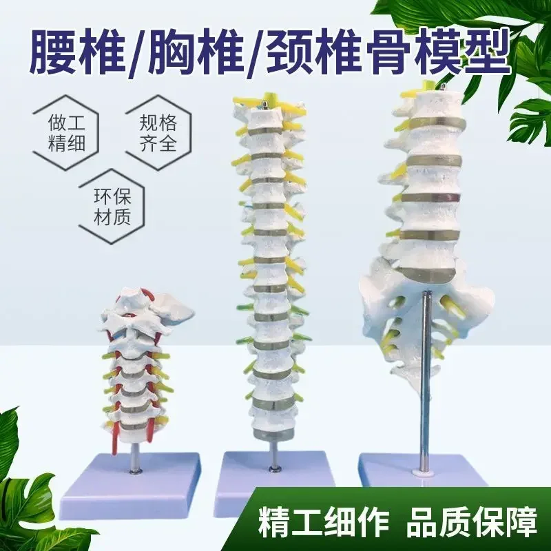 A 1:1 Spine Model Human Bone Model Cervical Spine Thoracic Spine Nerve Lumbar Intervertebral Disc Medical Teaching Model