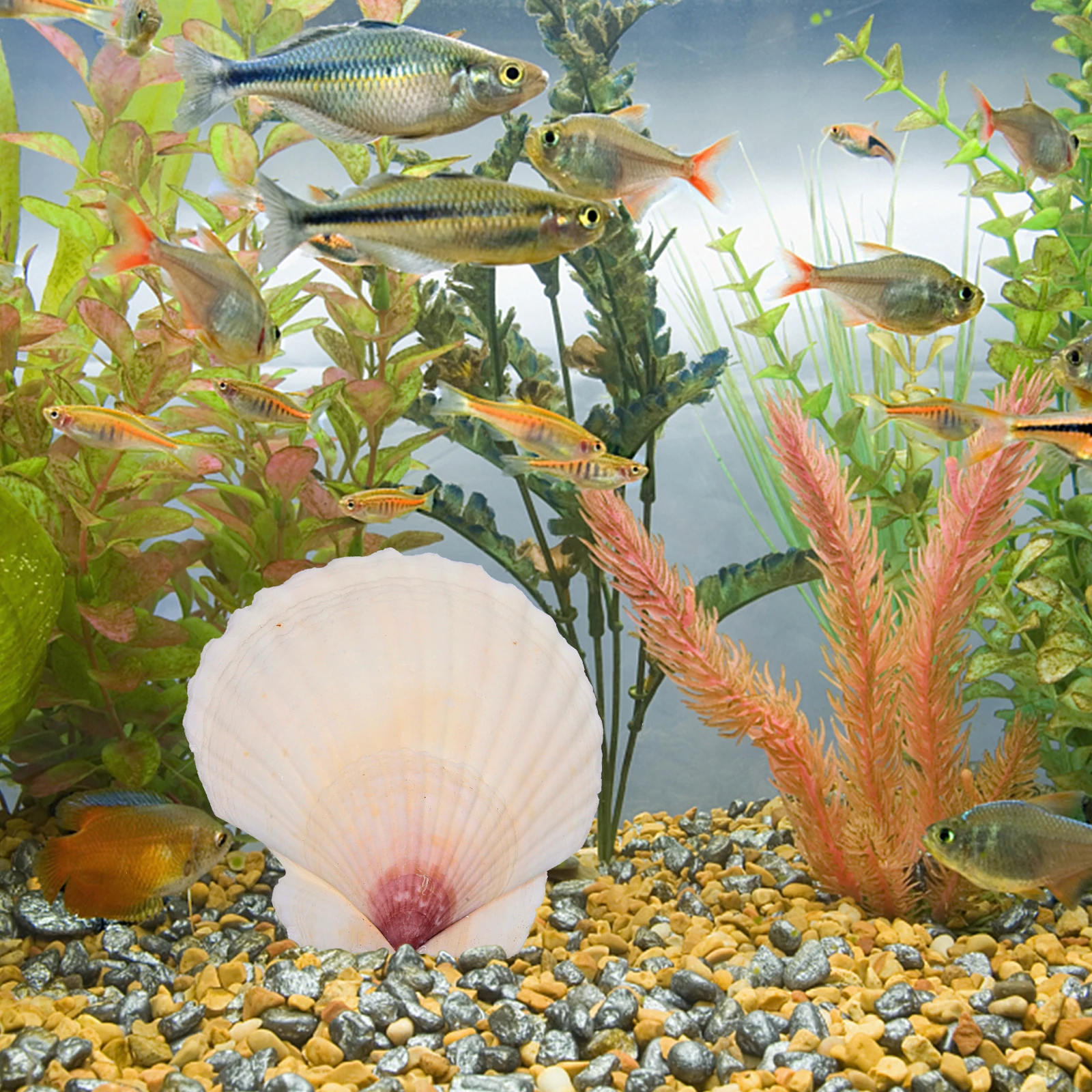 

10pcs Shell Decoration Set Natural Scallops Crafts Diy Handicraft Accessory For Fish Tank Decor Aquarium Ornament Seashells For