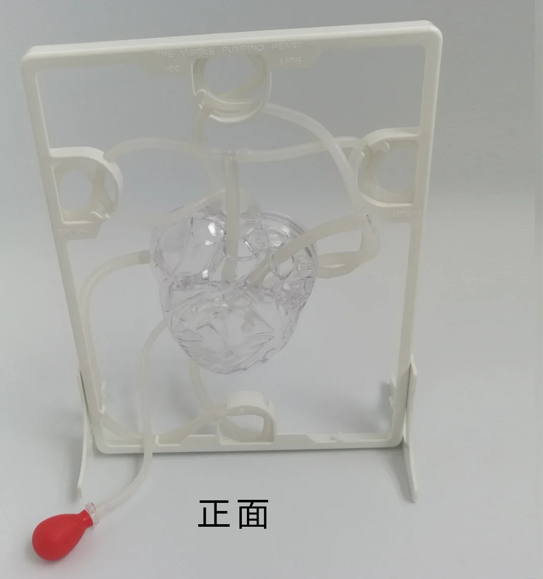 Cardiac Blood Circulation Model Children's Educational Toys Teaching Aids Heart Blood Circulation Biological Science Experiment