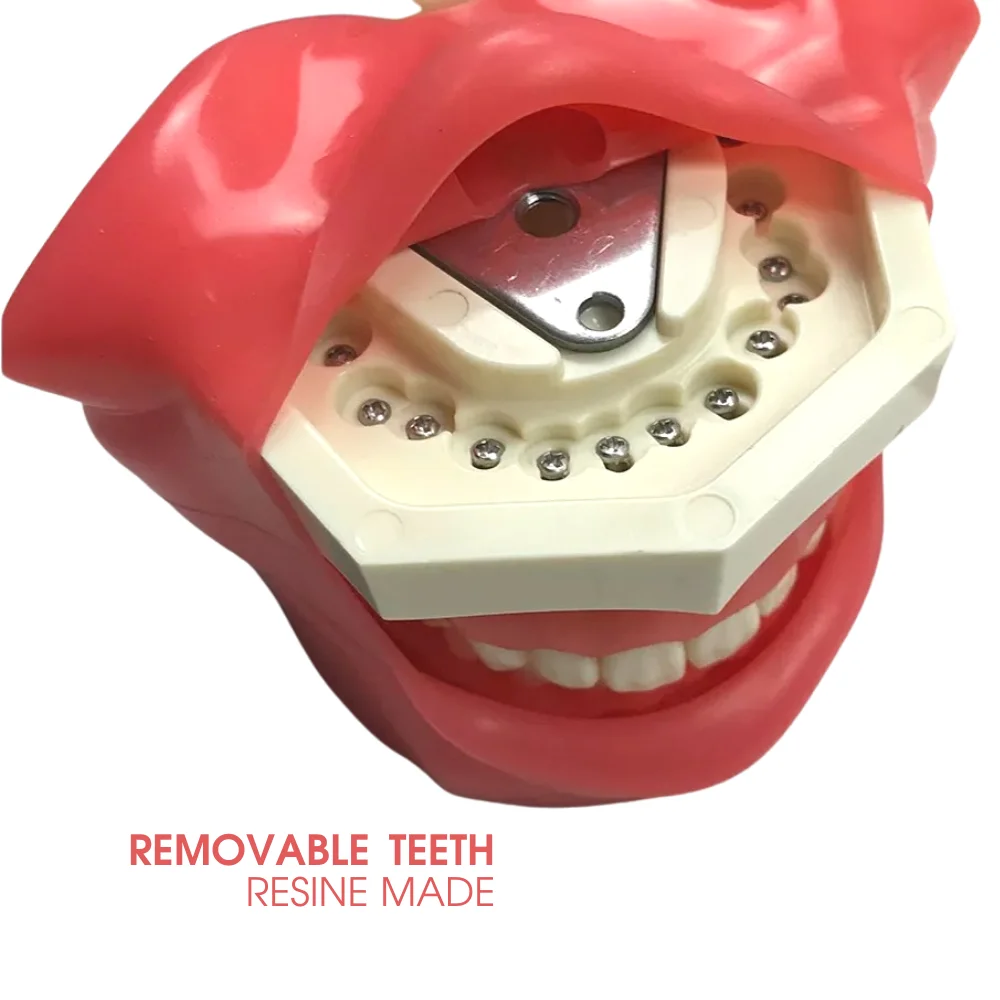 YTYIN PH2 Equipments Hochwertiges Lehrinstrument Phantomsimulator Trainingsmodell für das Studium der Schule und Universität