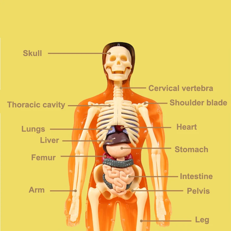 3D Menschliches Skelett Orgel Anatomie Wissenschaftliches Modell Kit Kinder Körper Bildung Modelle Abnehmbare Simulation DIY Orgel Montage Modell