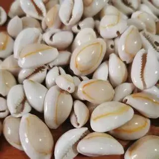 ZŁOTY RÓŻKA COWRIE