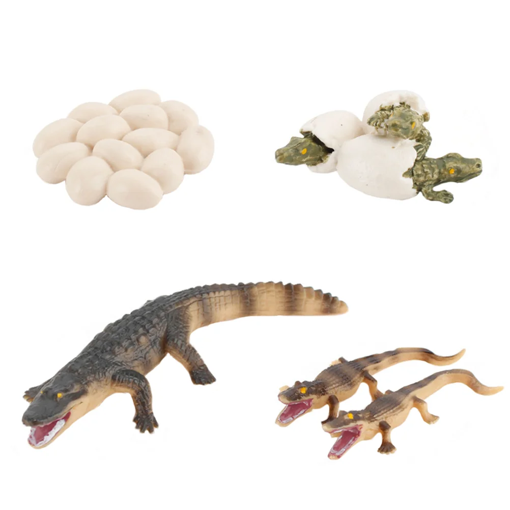 Crocodile Growth Cycle Model Realistic Plastic Educational Toy Kids Developing Imagination Intelligence Expansion Thinking Decor