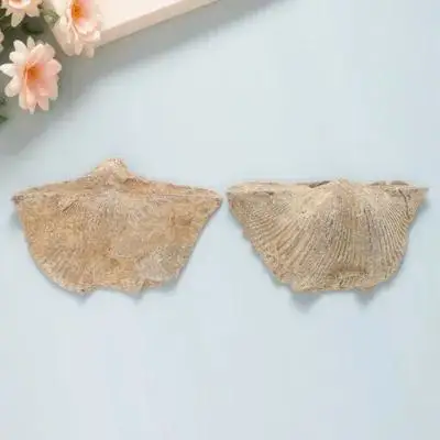 

2pcs Specimen Natural Shell Marine Teaching Accessory Decoration Geology Paleontology Seashell