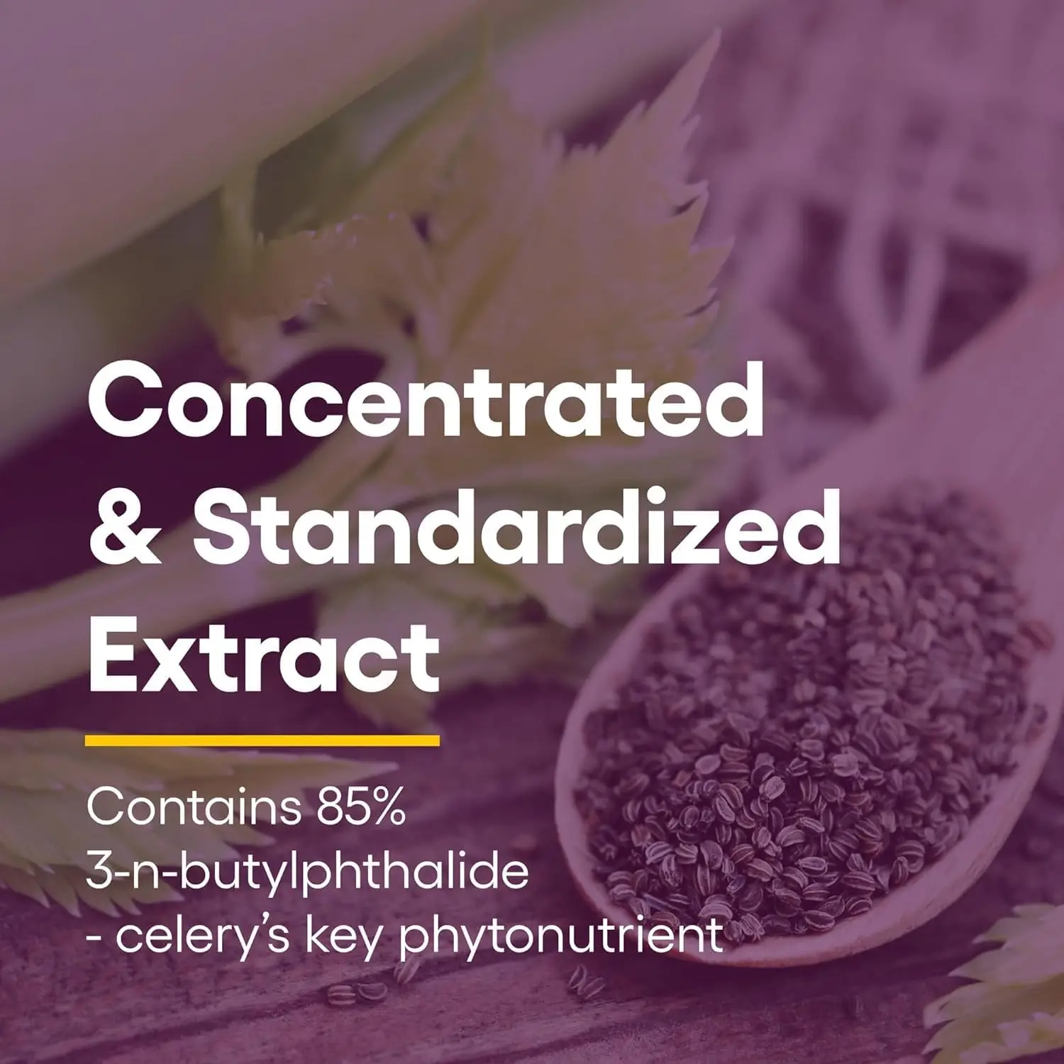 Nasiona selera, skoncentrowany ekstrakt z selera dla zdrowego krążenia krwi i wsparcia serca