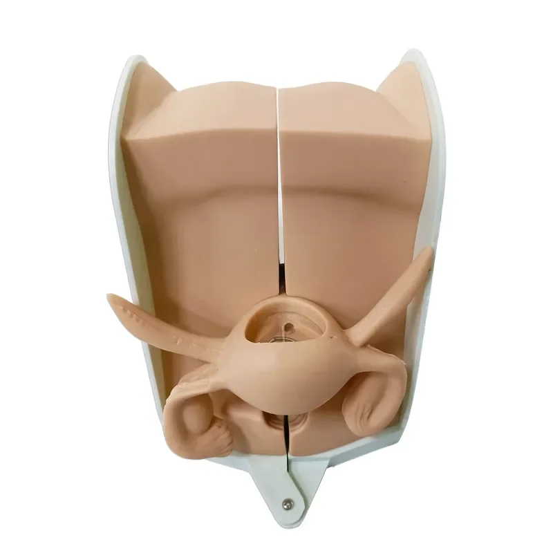 Medical Science Education Teaching Birth Control Female Uterus Intrauterine Contraceptive IUD Training Anatomical Guidance