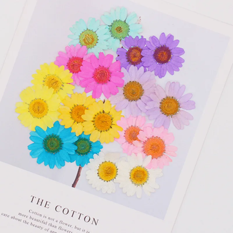 250pcs 2.5-3.5cm Pressed Dried Chrysanthemum Paludosum Flower For Jewelry Bookmark Phone Case Postcard Invitation Card DIY - Image 2