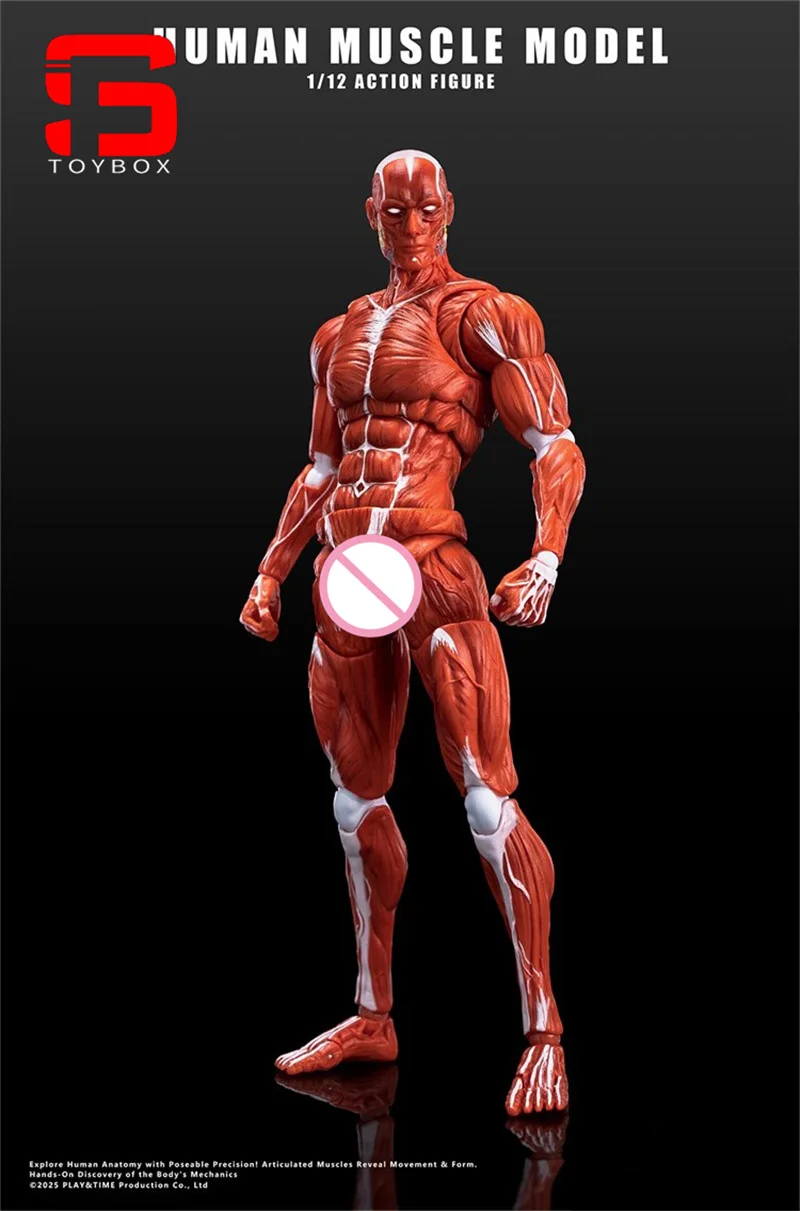 【2025 Q4】인간 근육 모델 1/12 스케일 남성 근육 관절 바디 6" 취미 컬렉션을 위한 슈퍼 유연한 관절형 바디 인형