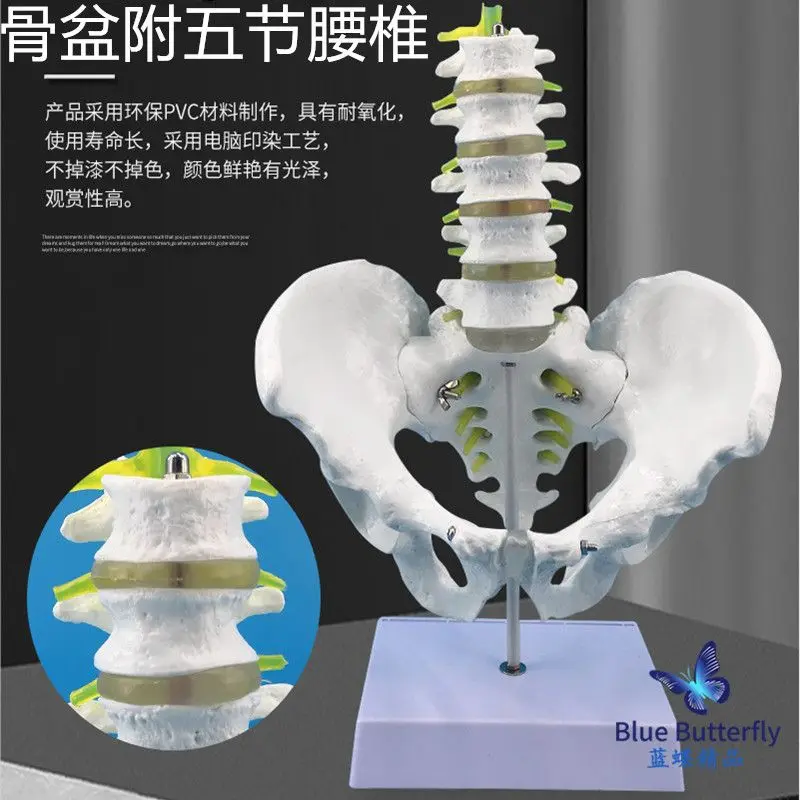 Five segment lumbar spine with pelvic model, natural large male pelvic model, five segment lumbar spine model