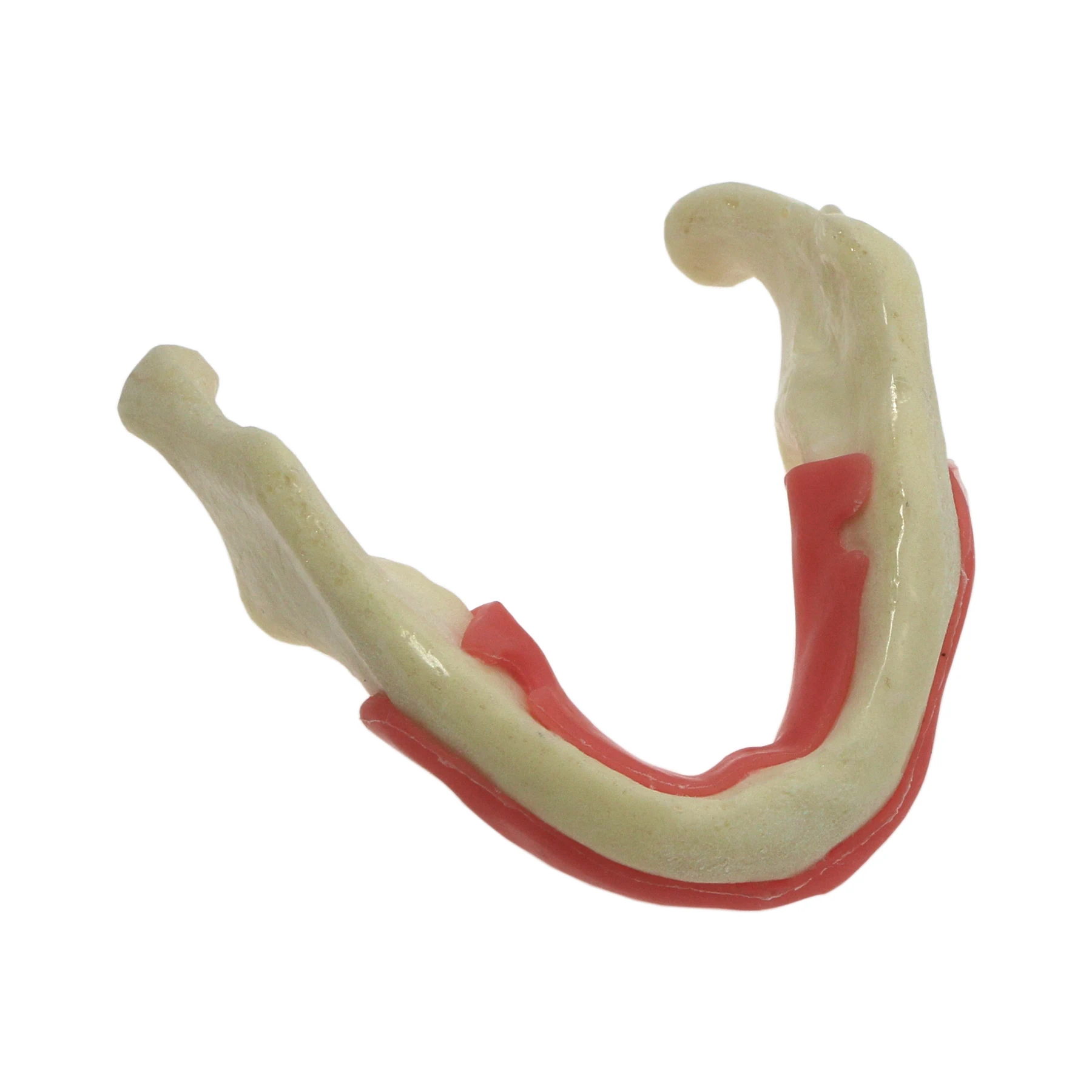 Dental Mandibular Implant Model With Gum Simulation Bone for Drilling Practice M2023 Dentistry Education