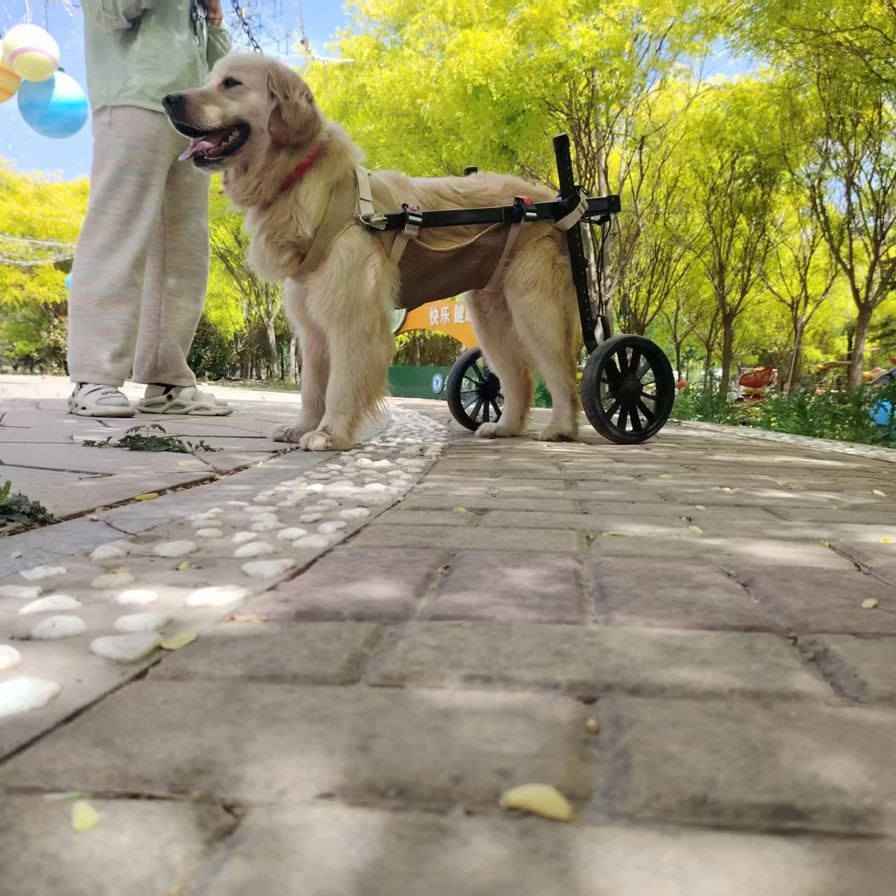Pet Dog Fracture Disability Car Large Dog Rehabilitation Assistance