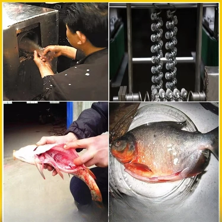 Image 5: Équipement de transformation du poisson à haute efficacité