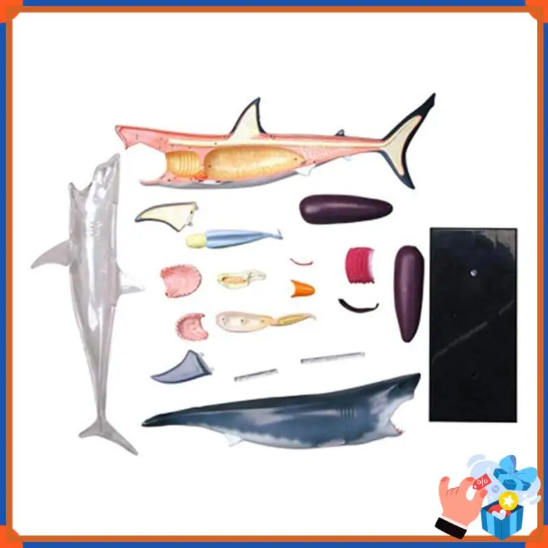 Compact Shark-Anatomy Model - Animal Anatomyical Model - 20 Detachable Organs And Body Parts Biology  Teaching Model