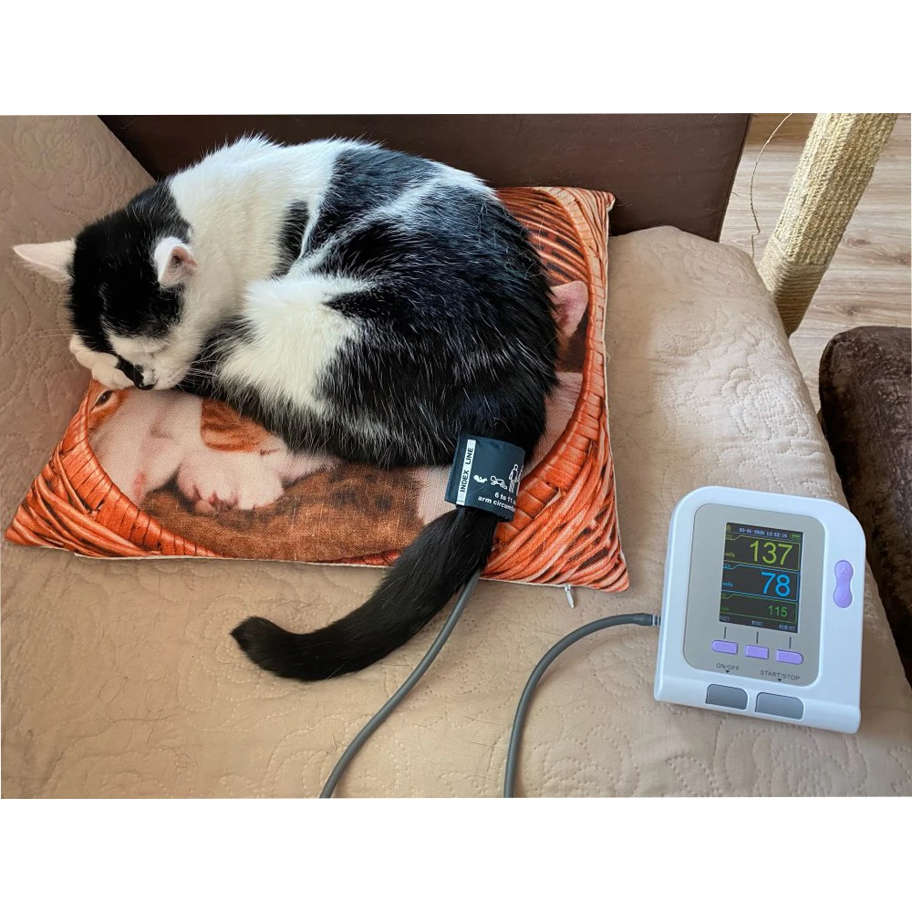 

animal blood pressure monitors cardiac multiparameter clinic Equipment veterinary monitors