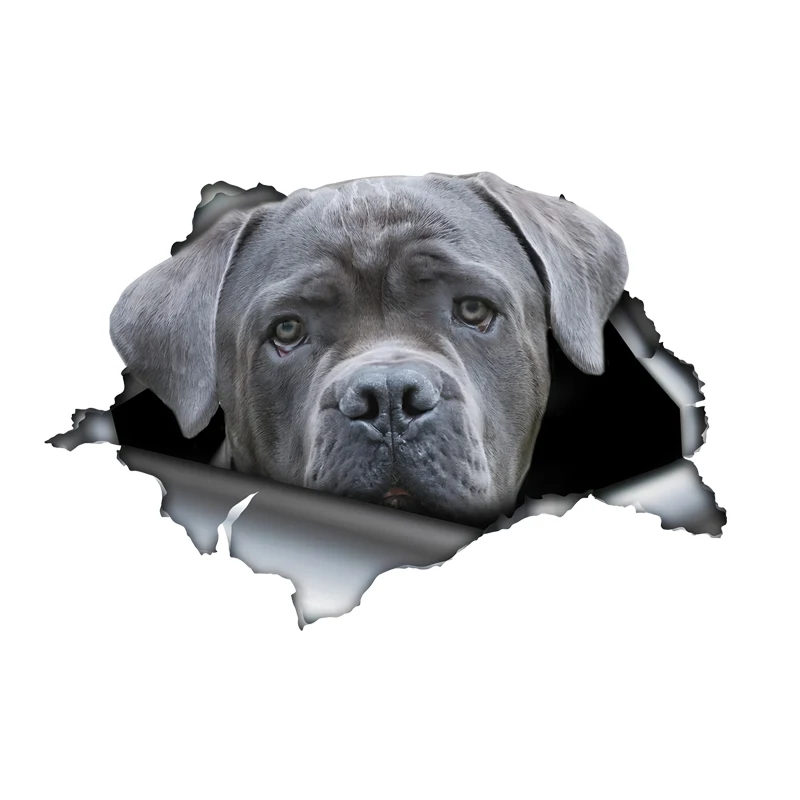 DK516# Gray Cane Corso Car Stickers Scratch Blocking Self-Adhesive Waterproof Decal, Used for Car, Laptop, Motorcycle, Van, RV