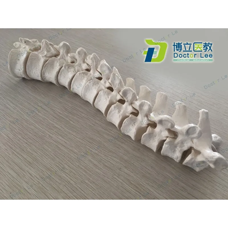 Human Skeleton Vertebrae Models 12 Section Thoracic without Spine Nerves for Art and Medical Learning