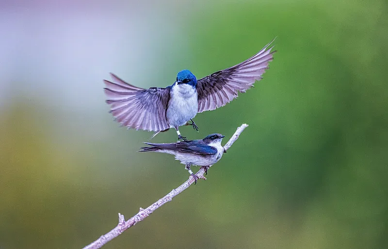 

1:18 4WD RC Off-Road Pickup — 2,4G, 40 км/ч, матовый, RTR