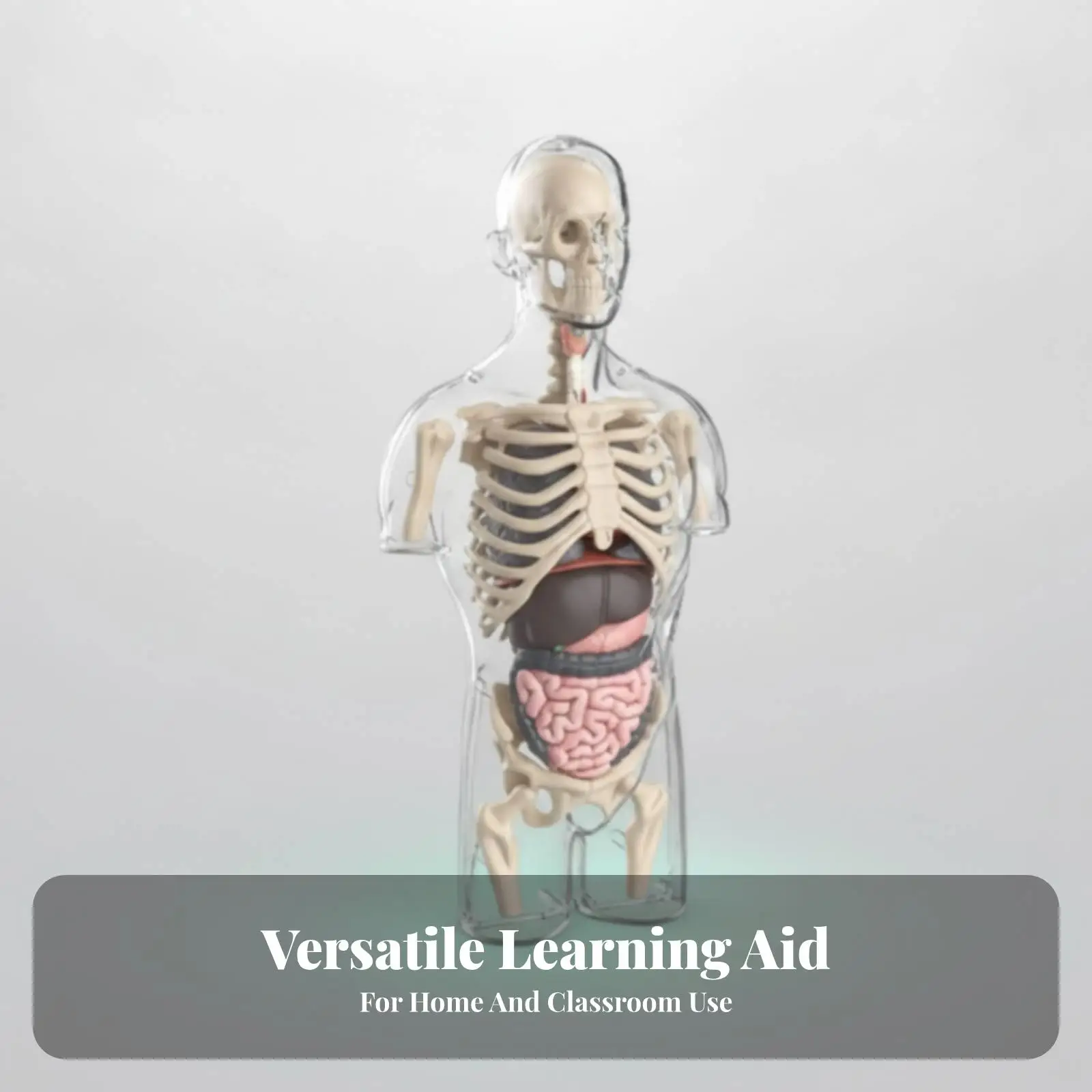 Transparent Torso Model Visible Organs Transparent Physiological Model Freestanding for Classroom