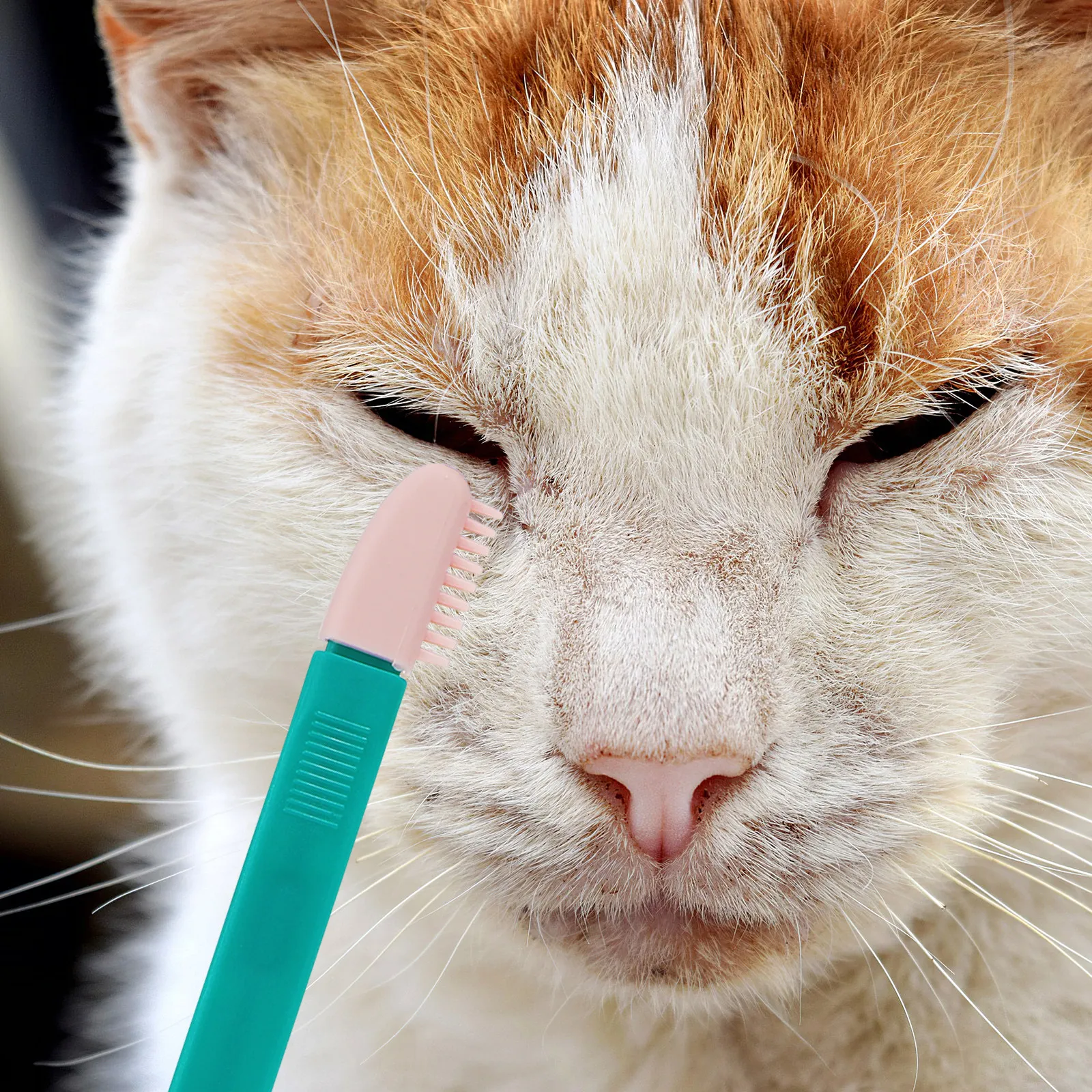 Набор из 2-х портативных щеток для удаления слезных пятен у кошек, расческа для глаз котят, многофункциональная щетка для шерсти, принадлежности для ухода за питомцами, портативная расческа для котят