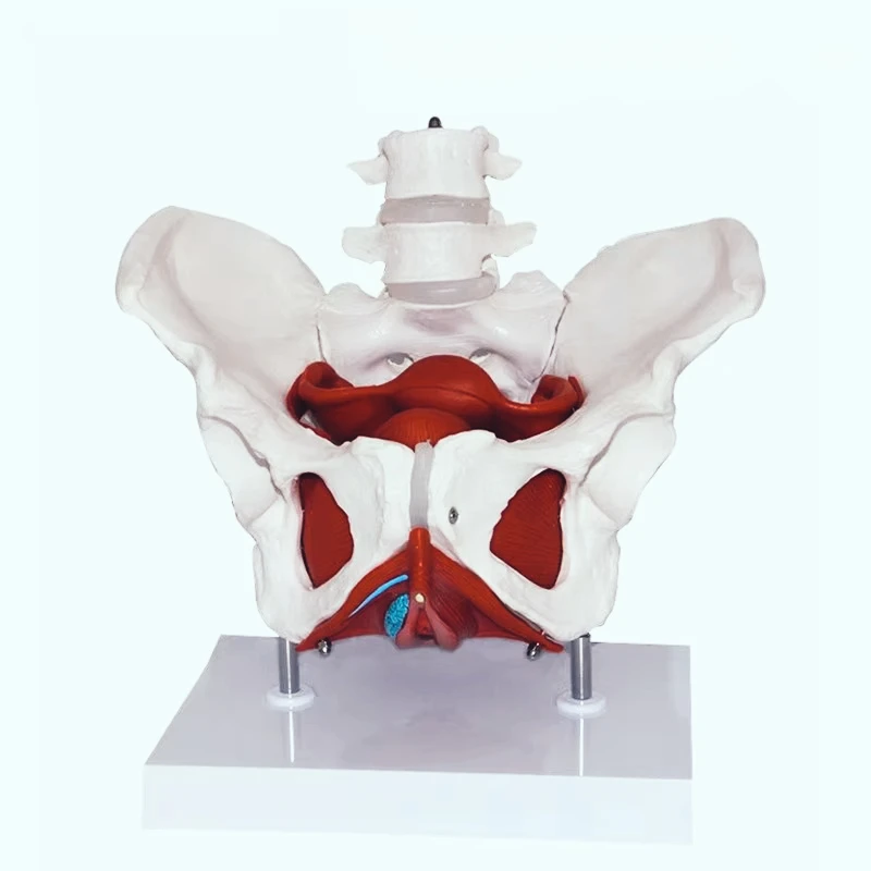 Female Pelvis Anatomy Model, Pelvic Floor Muscle & Lumbar Spine Teaching Model, Multiple Styles for Obstetrics Gynecology