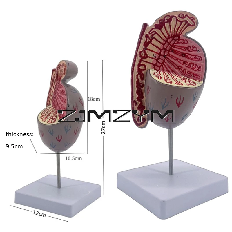 1Pc Male Reproductive System Anatomical Model of Testicular Structure Medical Teaching Tools