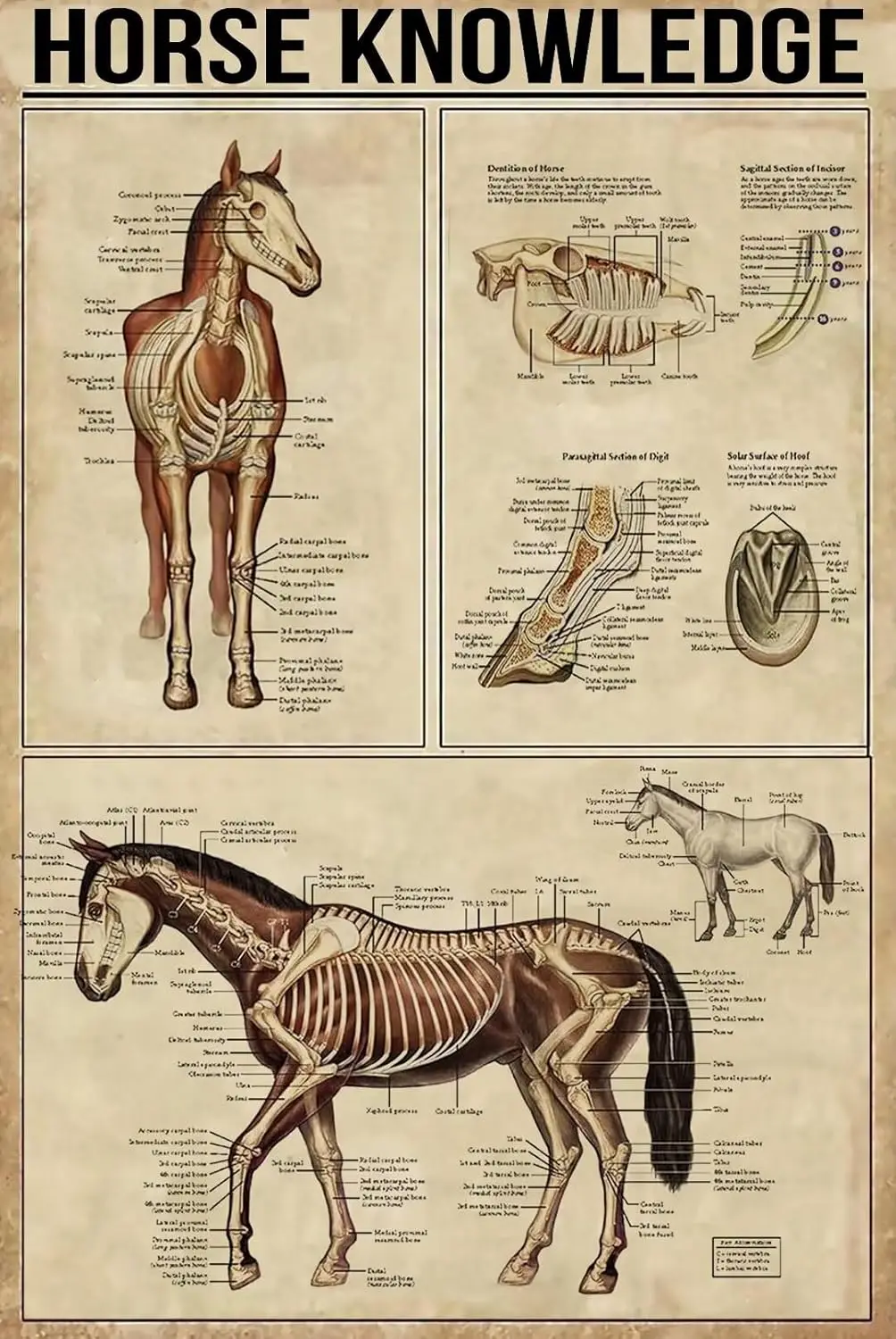 Plaque Métallique Décorative sur le Thème des Chevaux : Anatomie du Cheval - Affiche Amusante pour Club, Fitness, Cuisine, Salle de Bain, Salon, Décoration Murale Artistique pour la Maison