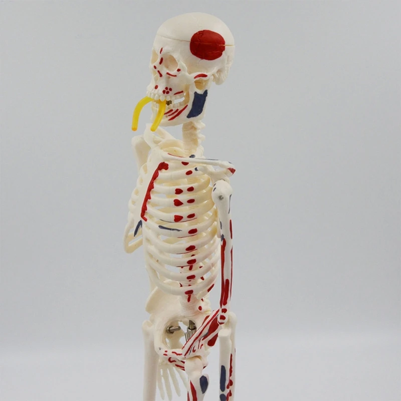 

17 Inch Mini Human Skeleton Anatomy Model Science Classroom Body Skeleton Model Tool Scientific Teaching Learning Aids 24BB