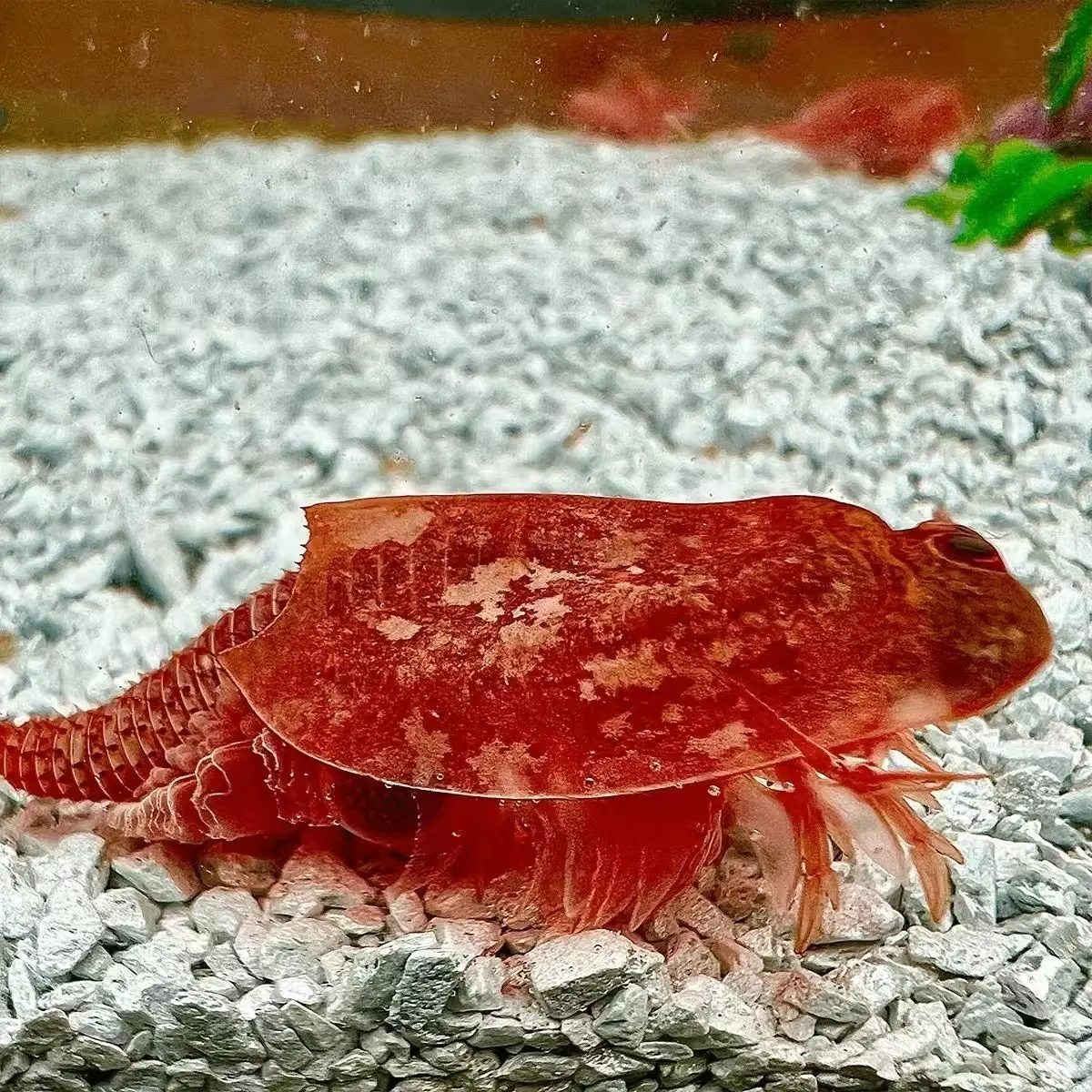 

Discovery Toys Triops Cancriformis Eggs Triop Seeds 50 PCS/Lot