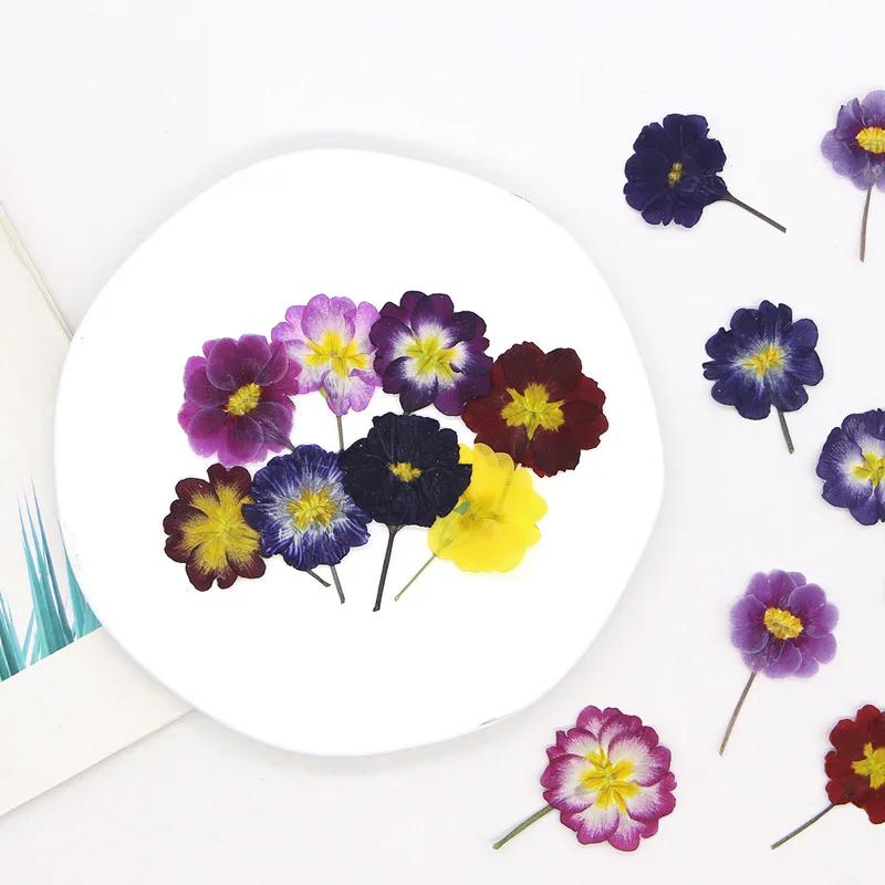 48Pcs European Primrose Teaching Dried Flowers Pressed Real Flower Plant Specimens Stickers Handmade Materials Bookmarks Photo Frames Resin Fan Pressed Flowers