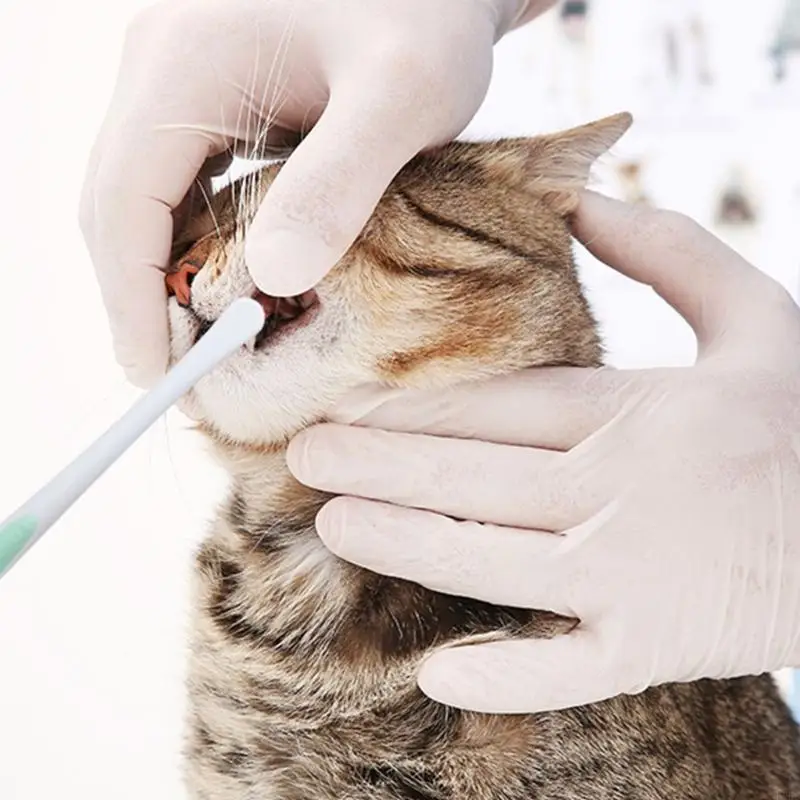 Cepillo dientes gato gato mascota U75C Cepillo dientes Softle Cepillo limpieza