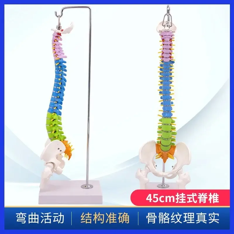 45CM Colorful Human Spinal Model With Pelvis, Femur, Tailbone, Spinal Skeleton, Lumbar Vertebrae, And Cervical Orthopedic Model