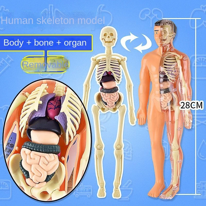 Human Organ Model Human Skeleton Model Simulation Medical Assembly Trunk Structure Visceral Science and Education Model