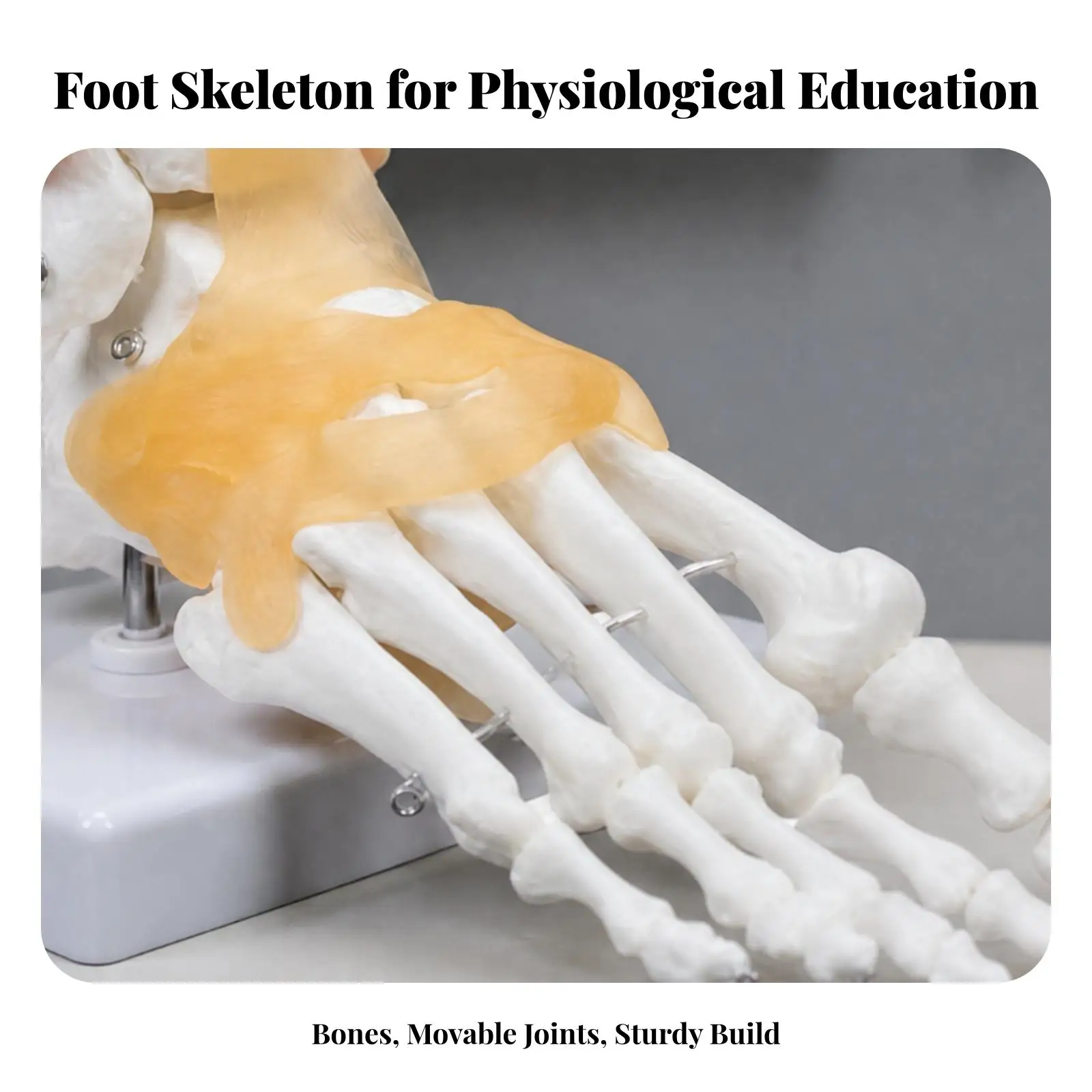 Educational Ankle Joint Skeleton with Ligament Details for Anatomy Research Plastic Foot Model Display
