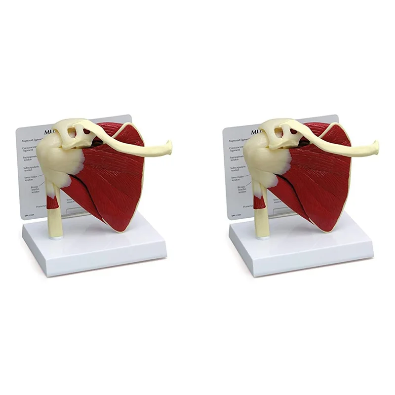 2X Muscle Shoulder Model, Human Anatomy Right Shoulder Joint Muscle Model,  Office And Classroom Anatomy Model