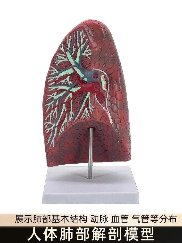 Human lung anatomy, human visceral health, lung model for teaching, human organ normal lung anatomy model