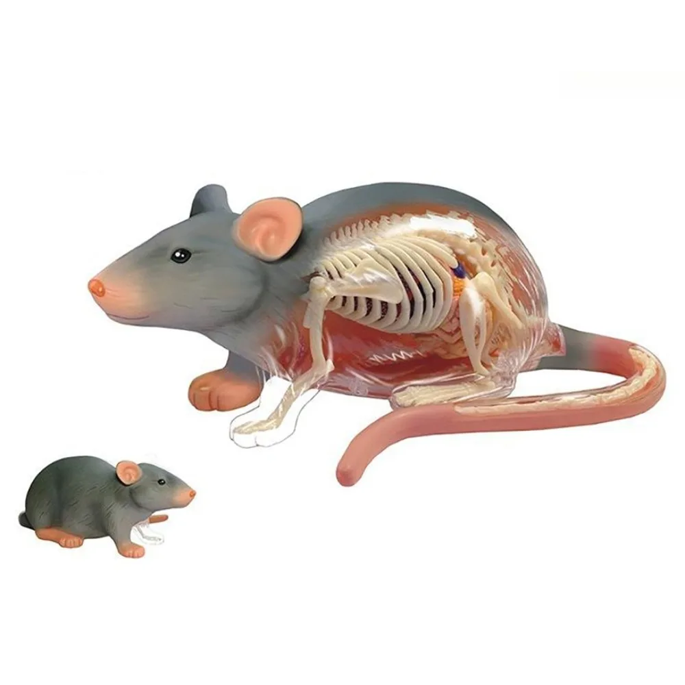 

4D MASTER Grey Mouse Complete Skeleton Anatomy Model Organs Medical Grade Details Biology Lab Displays Educational Teaching Tool