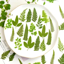 100pcs Pressed Dried Leaf Fern Flower For Resin Epoxy Jewelry Card Bookmark Frame Phone Case Makeup Lamp Sticker Decorate