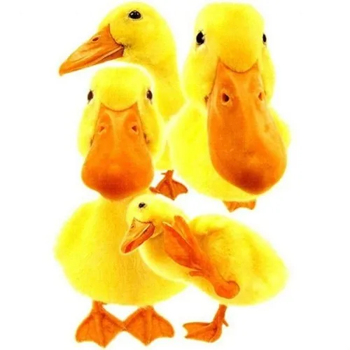 Piatnik 100 Piece Jigsaw Puzzle Hanadeka Ducks