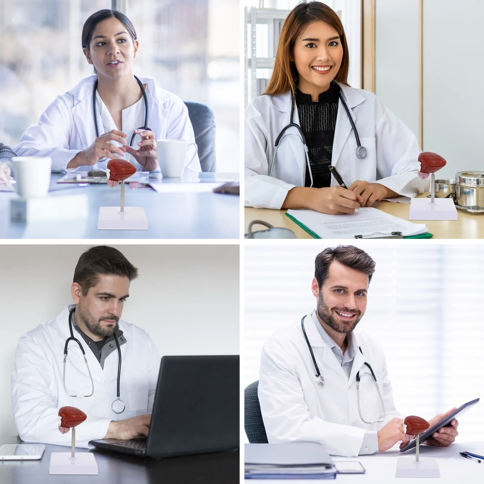 

Анатомическая модель мочевого пузыря (1 шт.) – портативное медицинское демонстрационное оборудование для школьных уроков биологии и физиологии