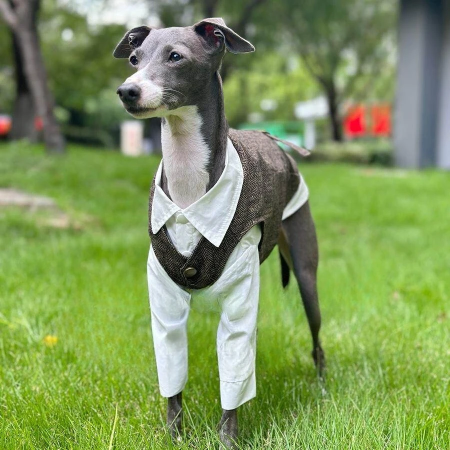 Shirt Plus Dark Coffee Suit Vest Two Piece Simple High End British Style Pet Dog Dress Suitable for Dogs with Slender Bodies