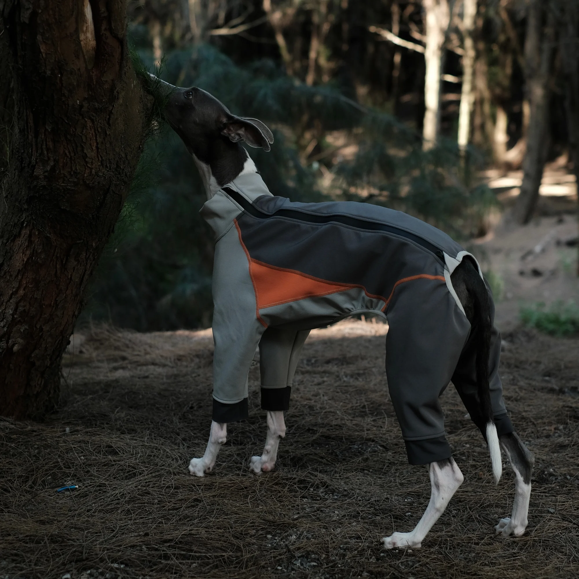 Winter Softshell Jumpsuit voor Honden met Vier Poten, Winddicht, Waterdicht, Fleece Gevoerd, Warme Sneeuwpak voor Whippet en Italiaanse Windhond